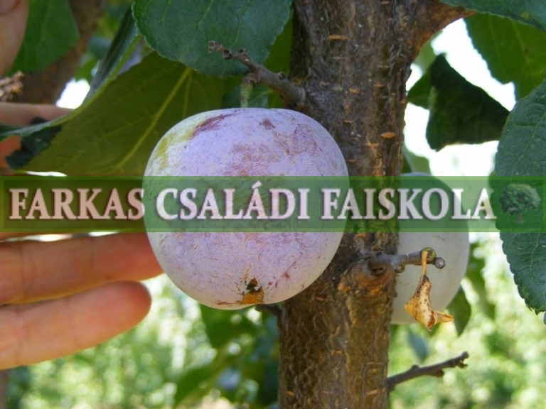 Szilvák – Farkas Faiskola