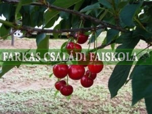 Korai pipacsmeggy