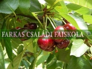 Érdi nagygyümölcsű