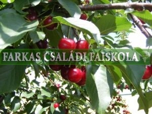 Újfehértói fürtös