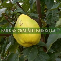 Bereczki birs