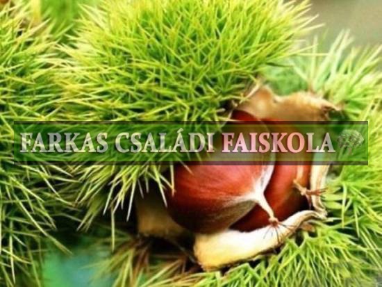 Luguesa/ Castanea sativa/