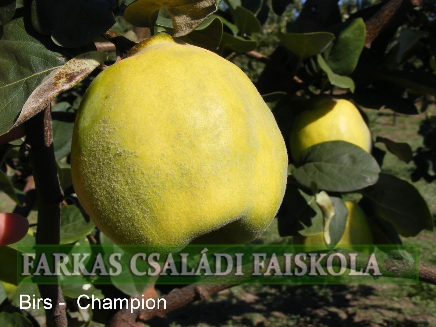 Champion birs