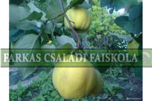 Muskatnaja