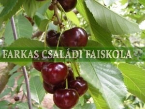 Érdi jubileum
