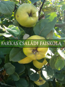 Ispolinskaja