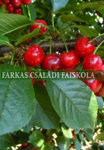 Maliga emléke