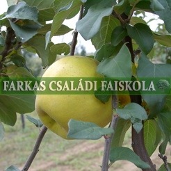 Mezőtúri