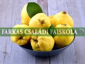 Citrom birs/Lemon Ayvasi/