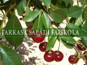 Kántorjánosi 3