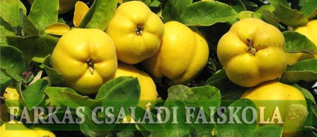 Auriu