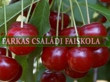 Debreceni bőtermő