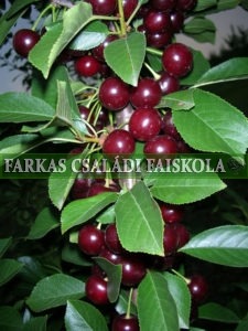 Oblacsinszka