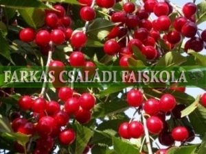 Kőrösi korai