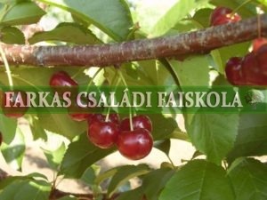 Meteor korai