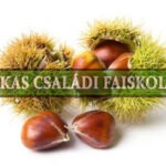 Gesztenye