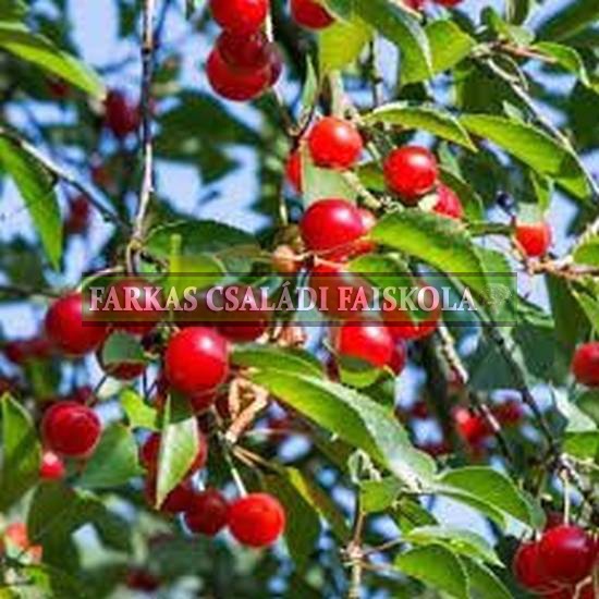 Griottella/ Griotte Du Nord/