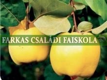 Lescovaci