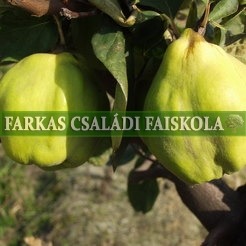Bereczki bőtermő